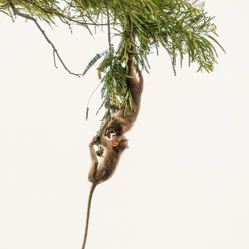 Photo #11084823