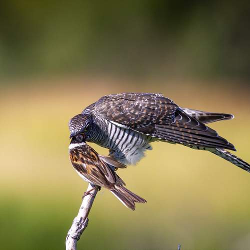 Photo #11084930