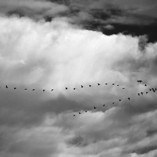 Photo #11084976