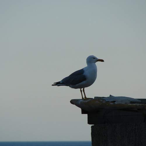 Photo #11085036