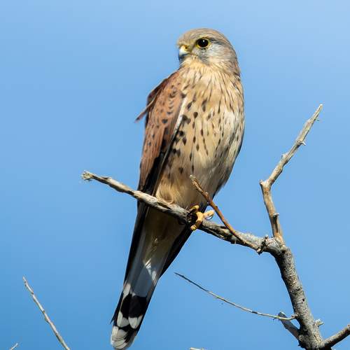 Photo #11085077