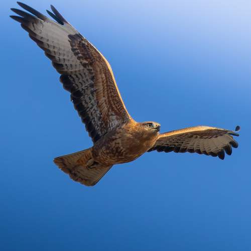 Photo #11085083