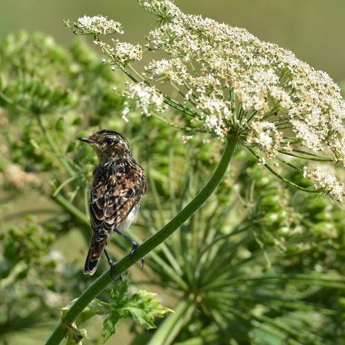 Photo #11085377