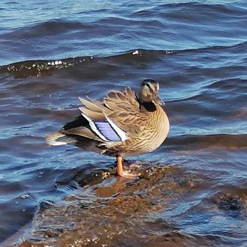 Photo #11085390