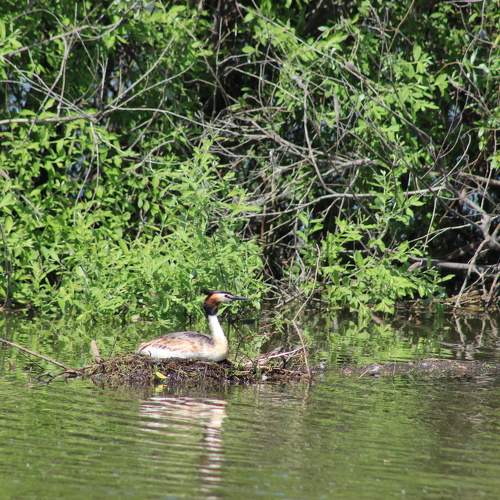 Photo #11085469