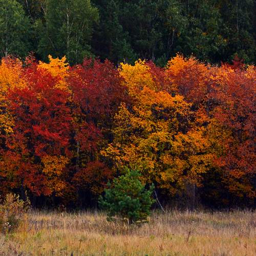 Photo #11085636