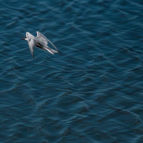 Photo #11086050