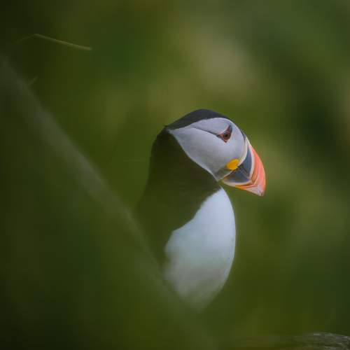 Photo #11086057