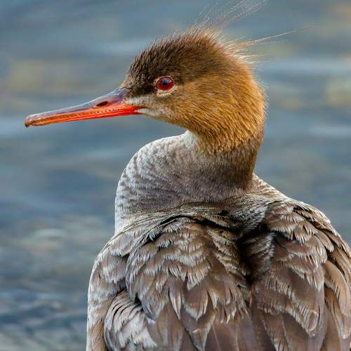 Photo #11086089