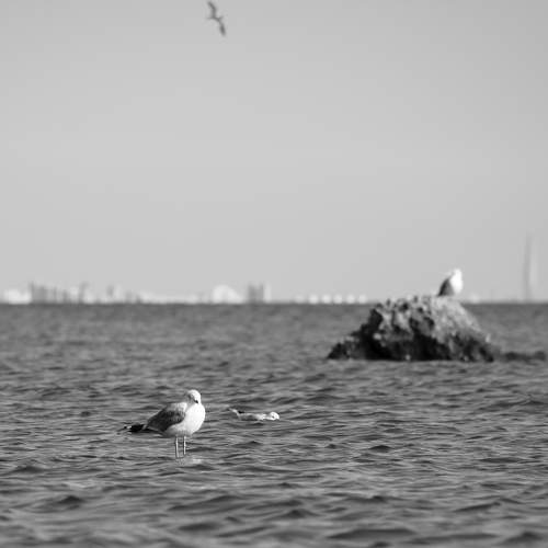 Photo #11086246