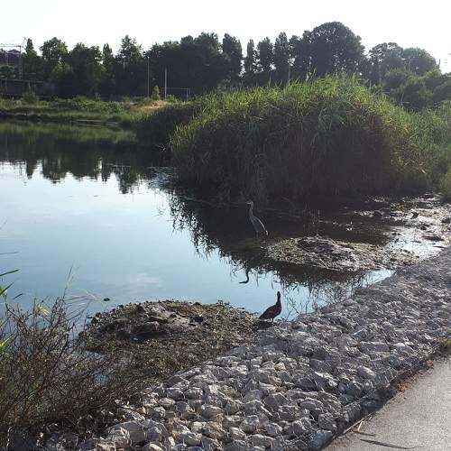 Photo #11086404