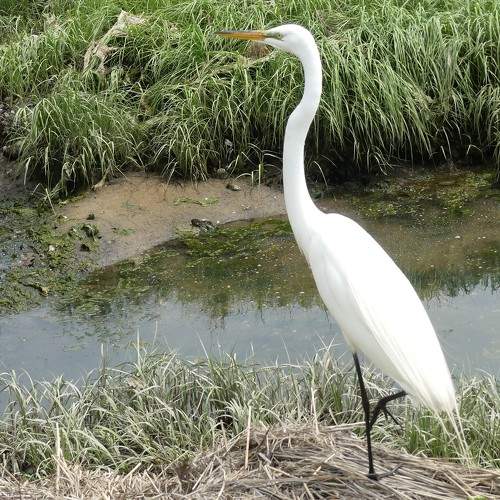 Snowy Egret