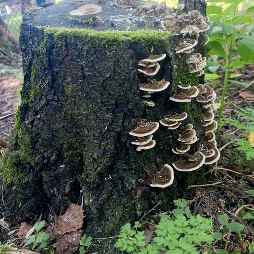 Photo #11086998