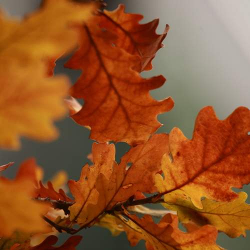 Photo #11087036