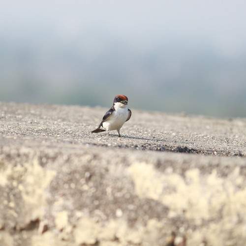 Photo #11087041