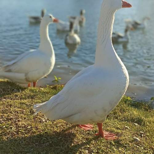 Photo #11087132