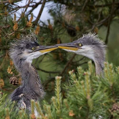 Photo #11087377