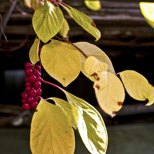 Photo #11087471