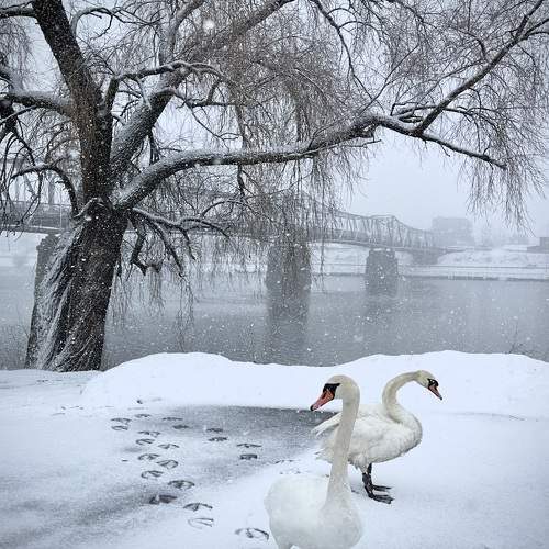 Photo #11087700