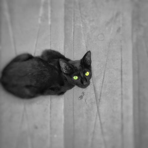 Photo #11087831