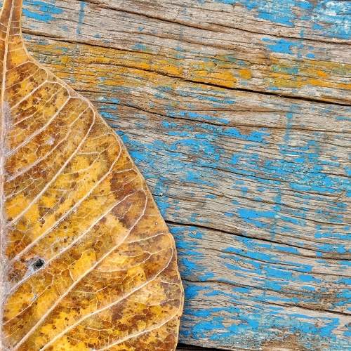 Photo #11087845