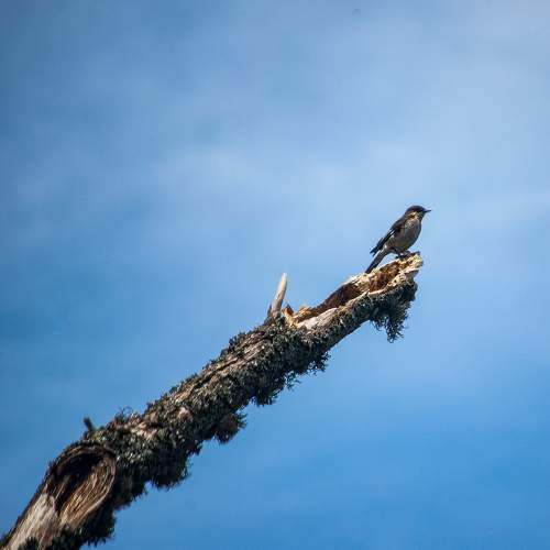 Photo #11087901