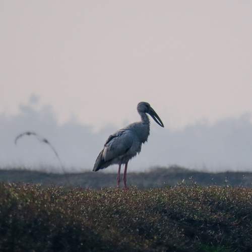 Photo #11088338