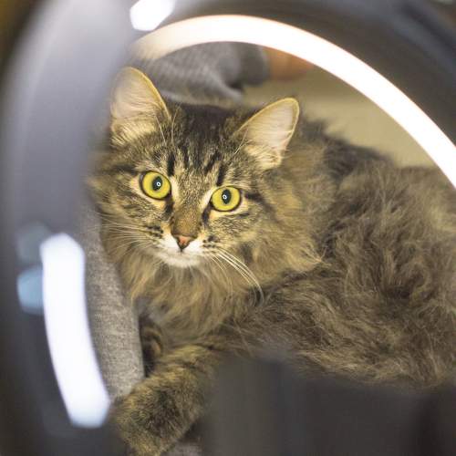 Photo #11088375