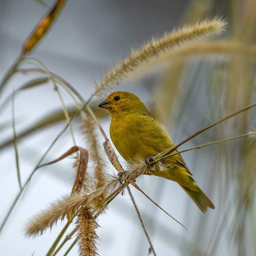 Photo #11088439
