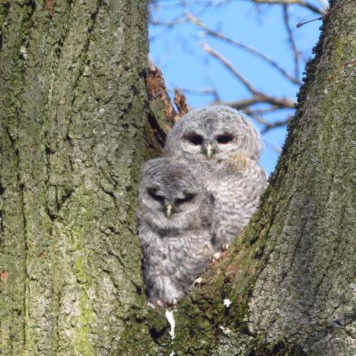 Photo #11088466