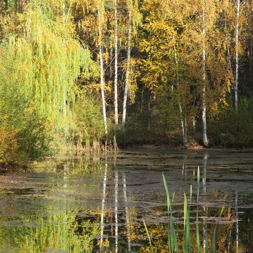 Photo #11088544