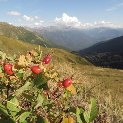 Photo #11088562
