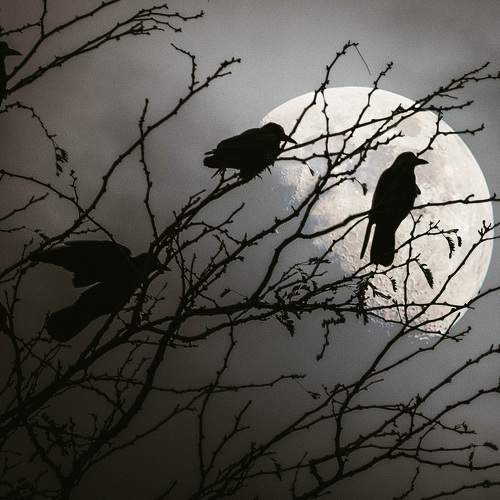 Photo #11088908