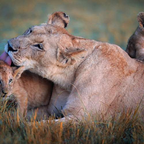 Photo #11089031