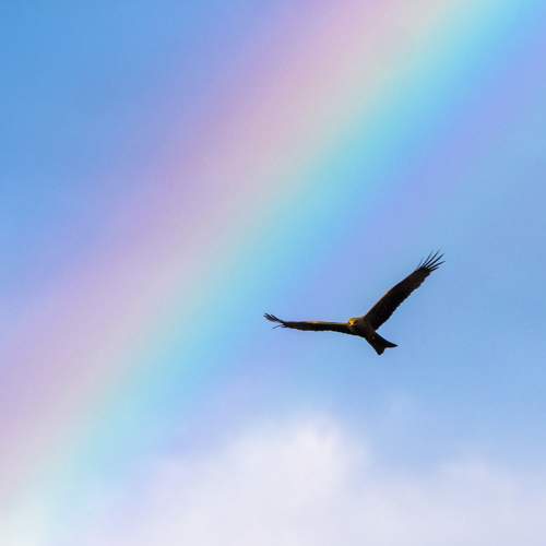 Photo #11089087