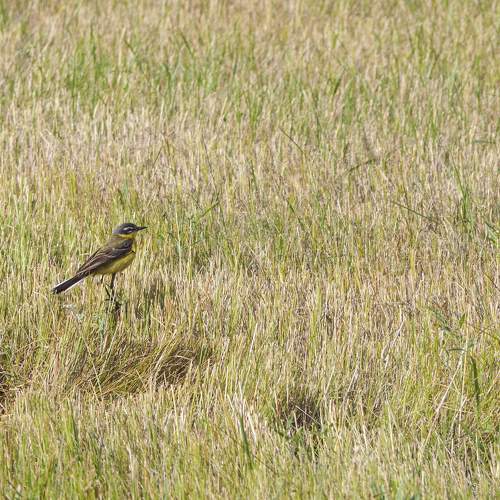 Photo #11089097