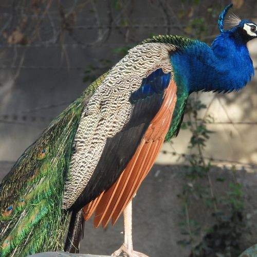 Photo #11089172