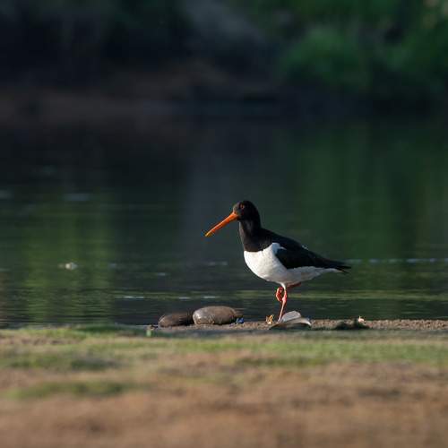 Photo #11089434
