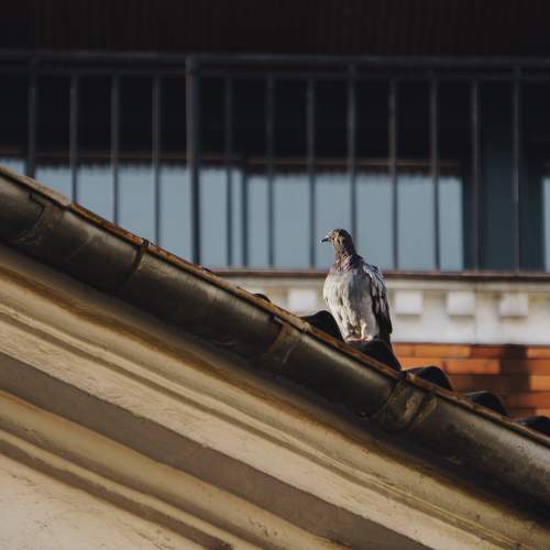 Photo #11089492