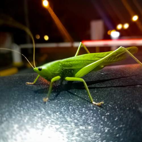 Photo #11089679