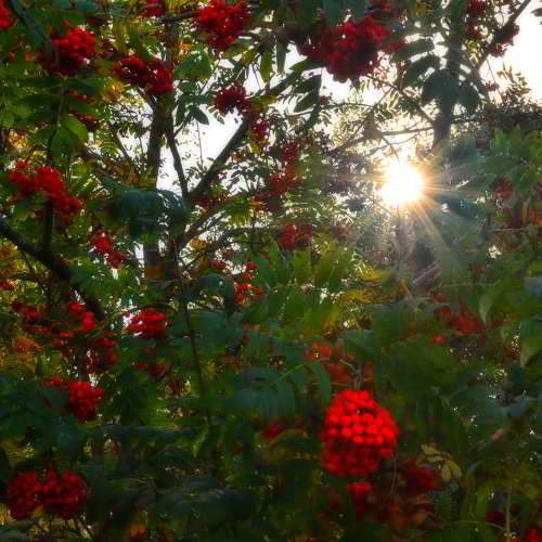 Photo #11089683