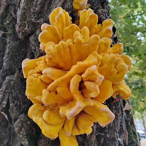 Photo #11089886