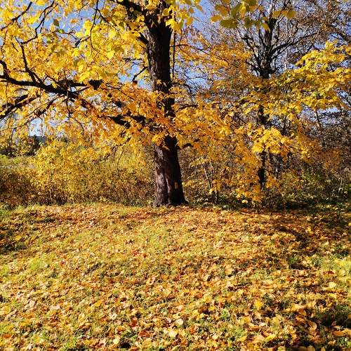 Photo #11090400