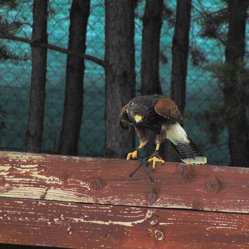 Photo #11090483