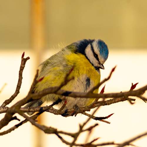 Photo #11090560