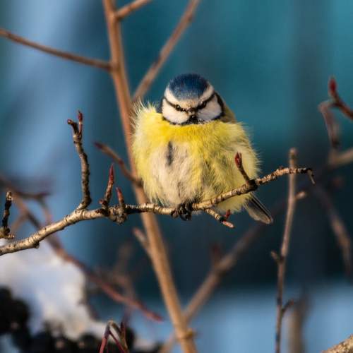 Photo #11090561