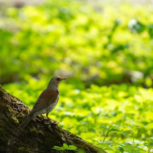 Photo #11090569