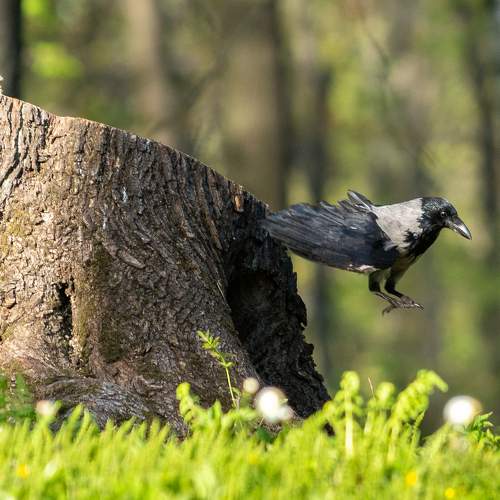 Photo #11090574