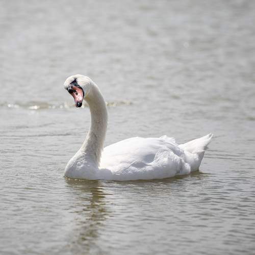 Photo #11090576