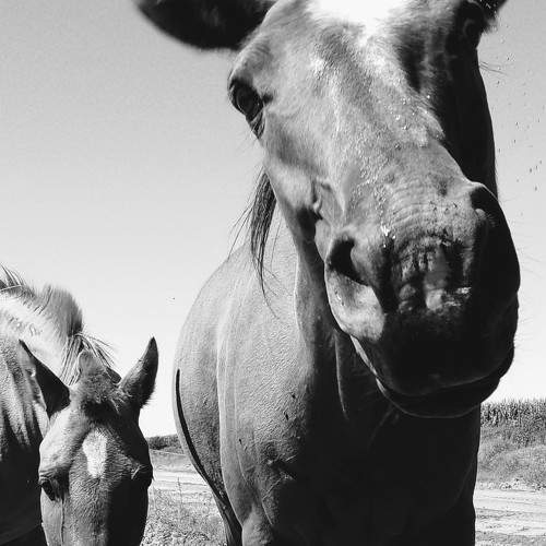 Photo #11090922